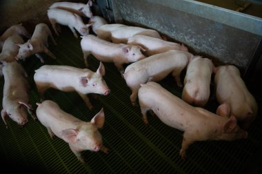 Yerli domuzlar. Domuzlar bir çiftlik köyü, Fransa