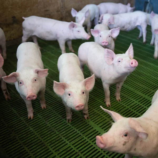 Domestic pigs. Pigs on a farm in the village, France