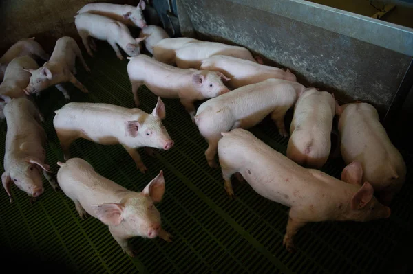 Yerli domuzlar. Domuzlar bir çiftlik köyü, Fransa