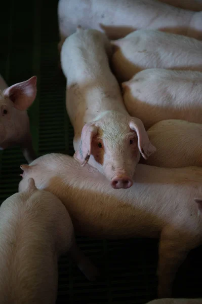 Porcos Domésticos Porcos Uma Fazenda Aldeia França — Fotografia de Stock