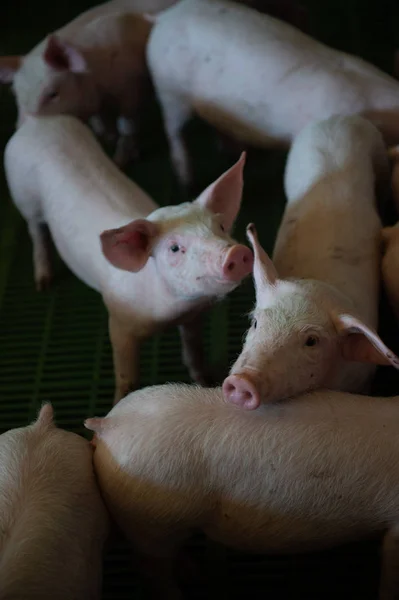 Domestic pigs. Pigs on a farm in the village, France