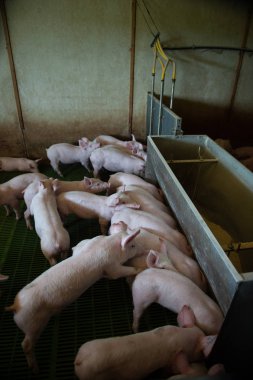 Yerli domuzlar. Domuzlar bir çiftlik köyü, Fransa