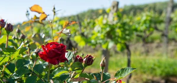 Red Roses Wood Post Vines Bordeaux Vineyard New Grape Buds — Stock Photo, Image