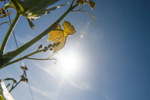 Молодая Ветвь Солнечными Лучами Виноградниках Бордо Франция — стоковое фото