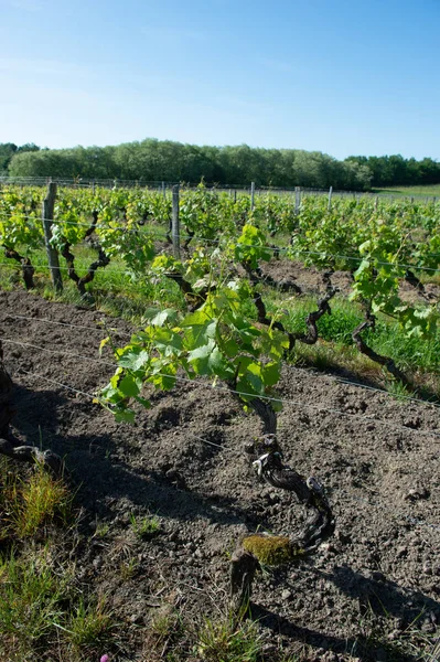 Jovem Ramo Com Luzes Solares Vinhas Bordeaux França — Fotografia de Stock