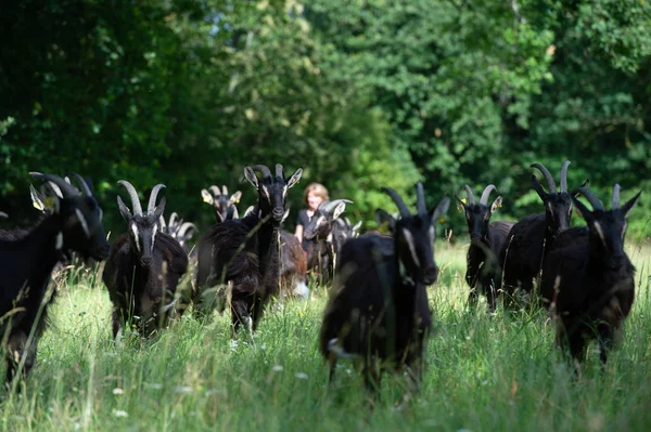 Las cabras pastan en el prado en verano, Gironda — Foto de Stock