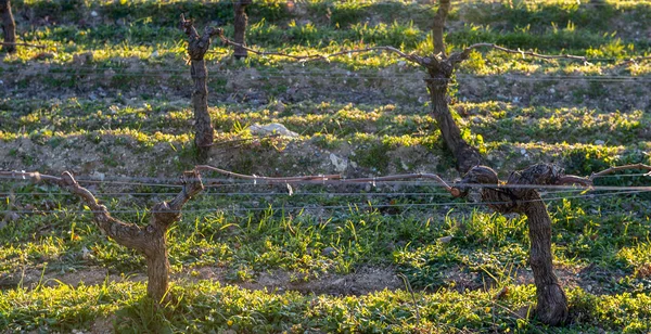Ung gren med sunlights i Bordeaux vingårdar — Stockfoto