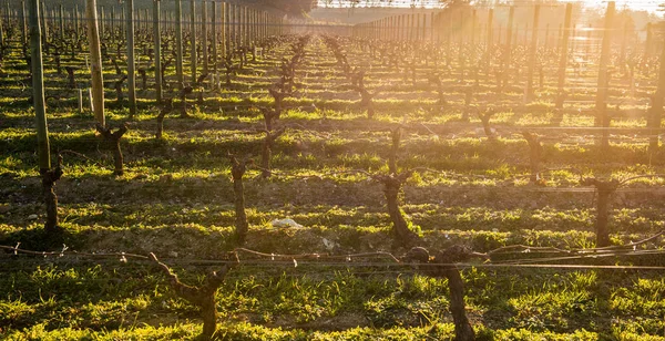 Mladé větve s sunlights v Bordeaux vinice — Stock fotografie