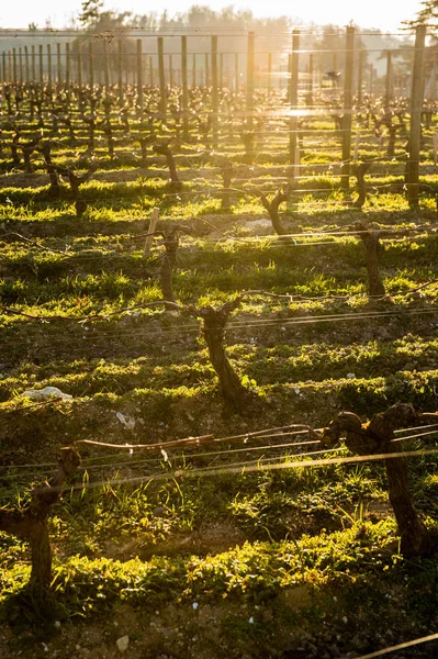 Jonge tak met sunlights in Bordeaux wijnbergen — Stockfoto