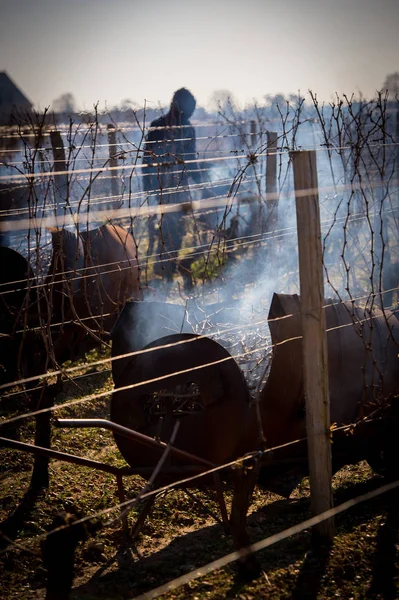 Quemadura de las vides en invierno, viña, AOC SAINT-EMILION, GIRONDA — Foto de Stock