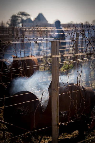 Pembakaran tanaman merambat di musim dingin, kebun anggur, AOC SAINT-EMILION, GIRONDE — Stok Foto