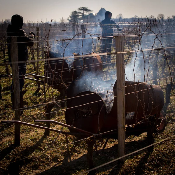 Quemadura de las vides en invierno, viña, AOC SAINT-EMILION, GIRONDA — Foto de Stock