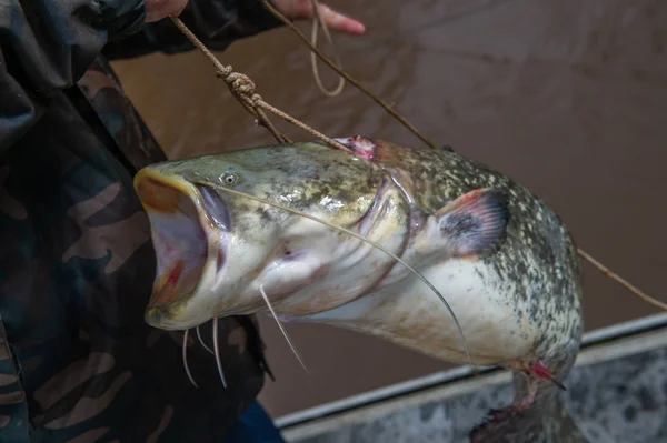 Silurus glanis bagre após luta no gras com vara de pesca — Fotografia de Stock