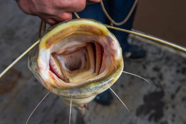 Silurus glanis bagre después de la lucha en el gras con caña de pescar —  Fotos de Stock