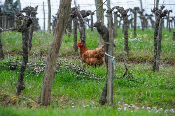 Gallo y gallina en granja de aves de corral tradicional en los viñedos — Foto de Stock