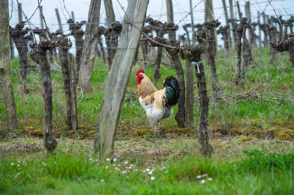 Gallo y gallina en granja de aves de corral tradicional en los viñedos — Foto de Stock