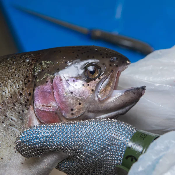 Skära öring filéerna på en fiskodling, Frankrike — Stockfoto