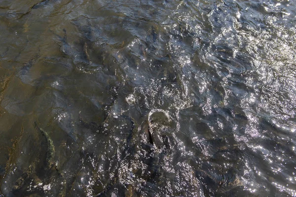 Forellen in einer Fischzucht in Frankreich — Stockfoto