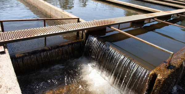 Forel op een viskwekerij in Frankrijk — Stockfoto