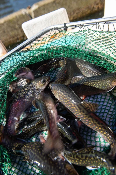 Öring på en fiskodling i Frankrike — Stockfoto