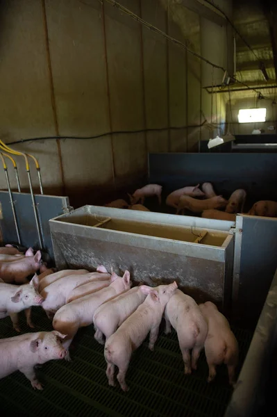 Porcos domésticos. Porcos em uma fazenda na aldeia — Fotografia de Stock