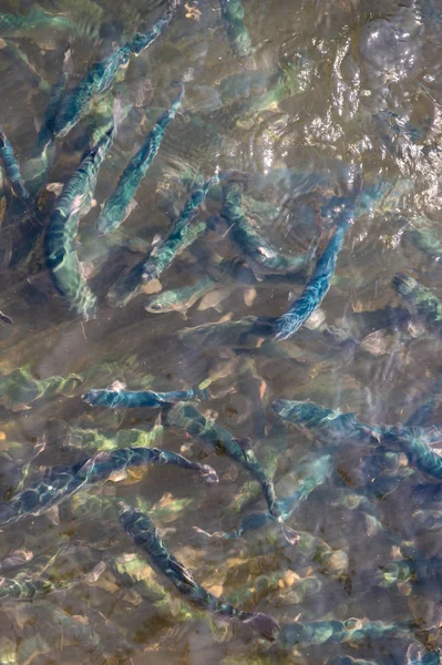 Trout at a fish farm in France — Stock Photo, Image