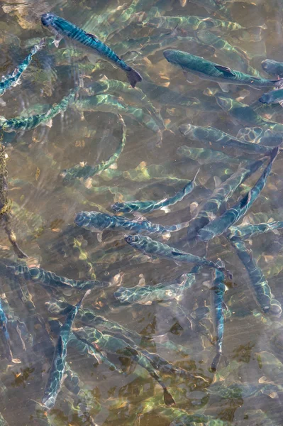 Trout at a fish farm in France — Stock Photo, Image