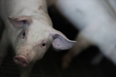 Yerli domuzlar. Domuzlar bir çiftlik köyü, Fransa