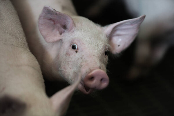 Домашние свиньи. Свиньи на ферме в деревне, Франция
