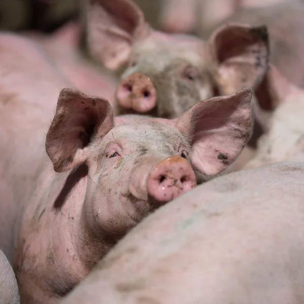 Domestic pigs. Pigs on a farm in the village, France