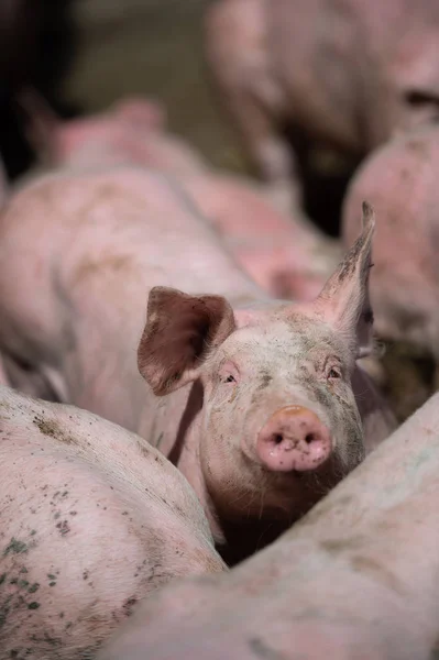 Porcos Domésticos Porcos Uma Fazenda Aldeia França — Fotografia de Stock