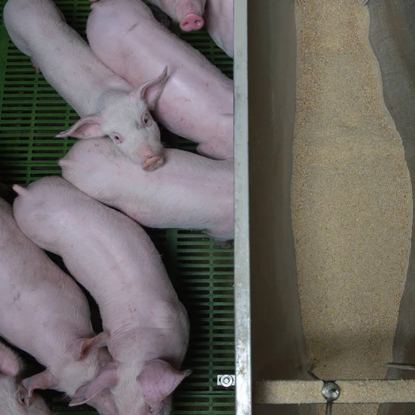 Domestic pigs. Pigs on a farm in the village, France