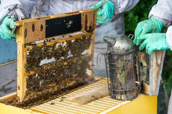 Close Van Werkende Bijen Honing Cellen Verse Honing Kam Werkende — Stockfoto