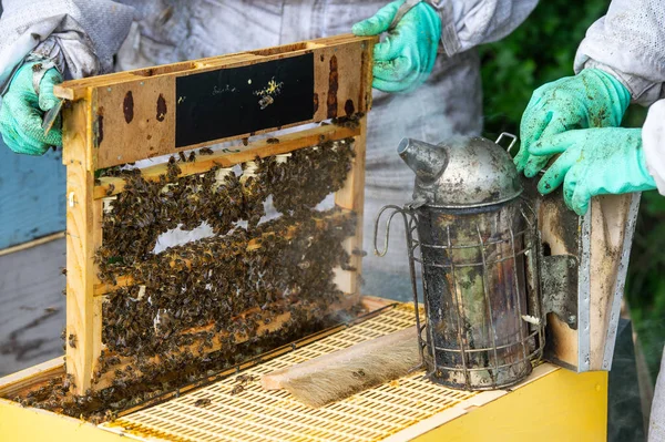 Close View Working Bees Honey Cells Fresh Honey Comb Working — Stock Photo, Image