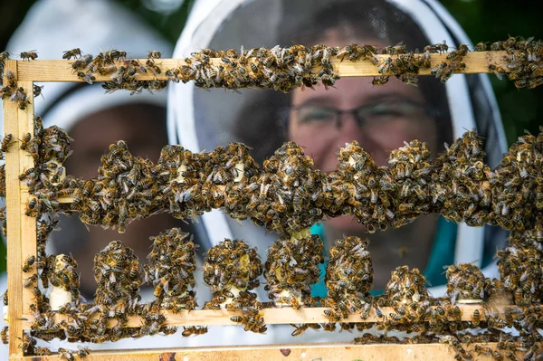 Close Van Werkende Bijen Honing Cellen Verse Honing Kam Werkende — Stockfoto