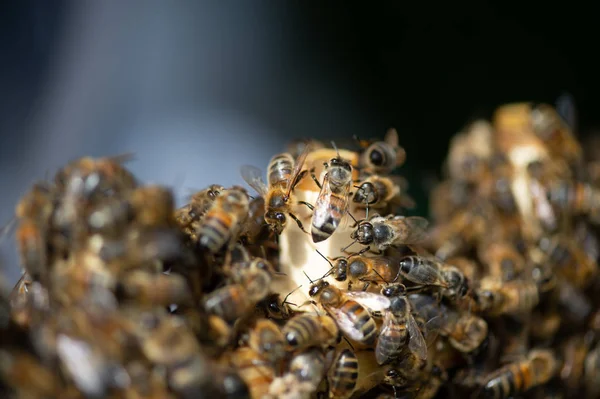 Vista Cerca Las Abejas Que Trabajan Las Celdas Miel Miel —  Fotos de Stock