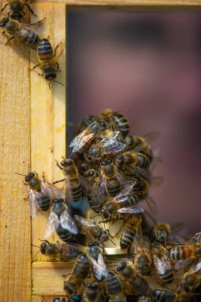 Close View Working Bees Honey Cells Fresh Honey Comb Working — Stock Photo, Image