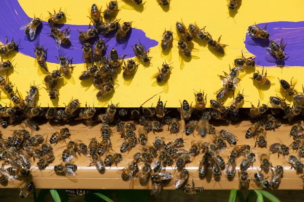 Vista Cerca Las Abejas Que Trabajan Las Celdas Miel Miel — Foto de Stock