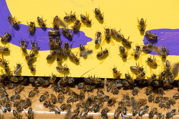 Nahaufnahme Der Arbeitsbienen Auf Honigzellen Frischer Honig Waben Und Arbeitsbienen — Stockfoto