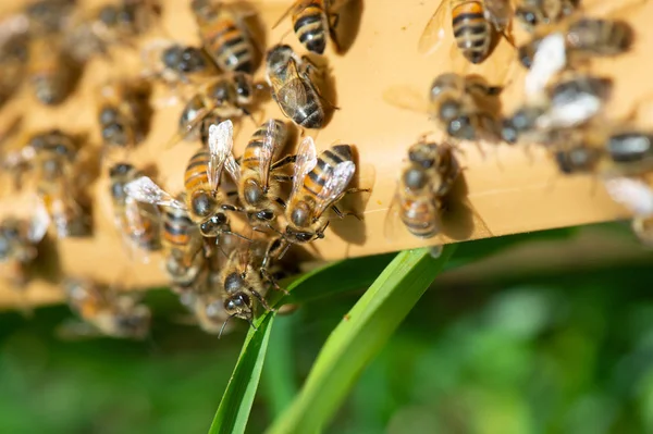 Vista Cerca Las Abejas Que Trabajan Las Celdas Miel Miel —  Fotos de Stock