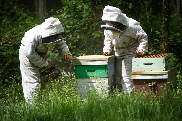 Imker Werken Verzamelen Honing Bijenteelt Concept Frankrijk — Stockfoto