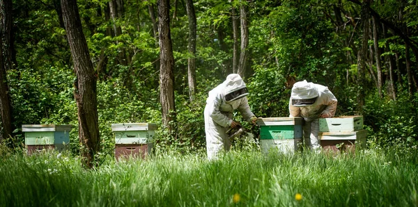 Méhész Működő Összegyűjti Mézet Méhészeti Fogalmat Franciaország — Stock Fotó