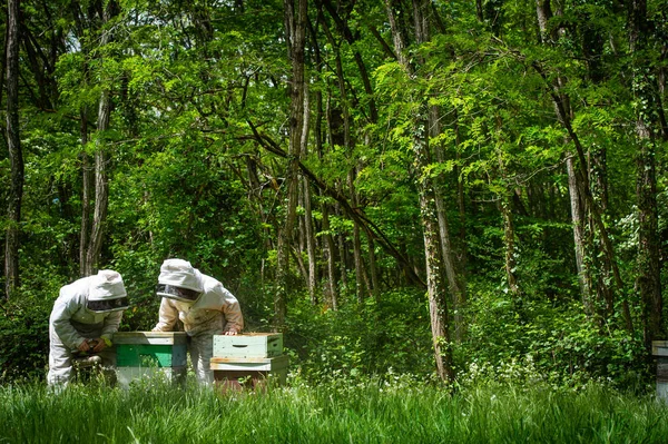 Пчеловод Собирает Мед Концепция Пчеловодства Франция — стоковое фото
