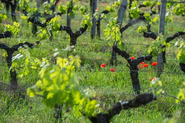 Genç Şube Haşhaş Ile Sunlights Bordeaux Üzüm Bağları Fransa — Stok fotoğraf