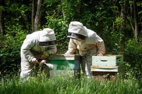Imker Werken Verzamelen Honing Bijenteelt Concept Frankrijk — Stockfoto