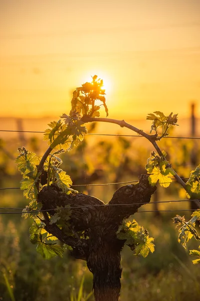 Genç Şubesi Fransa Bordeaux Üzüm Bağları Sunlights Ile — Stok fotoğraf