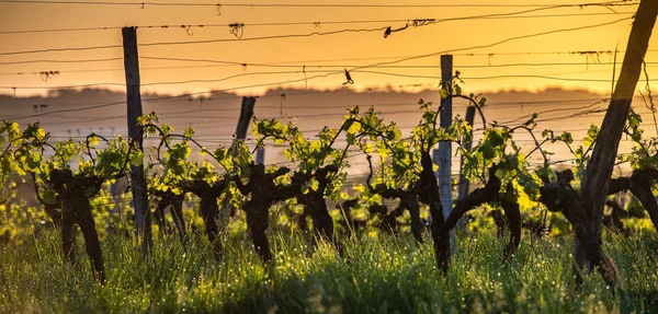 Jonge Tak Met Sunlights Wijngaarden Van Bordeaux Frankrijk — Stockfoto