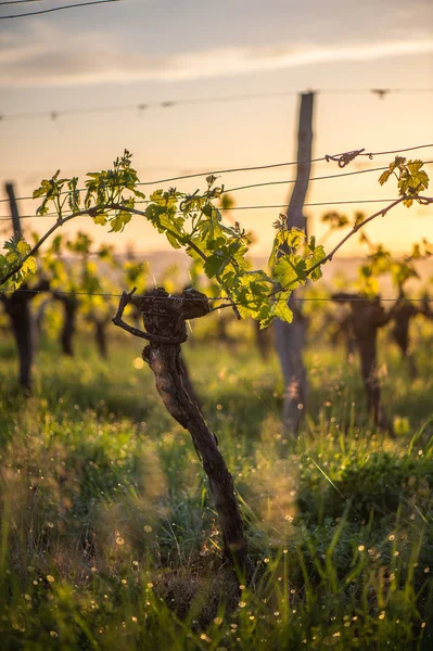 Young branch with sunlights in Bordeaux vineyards, France