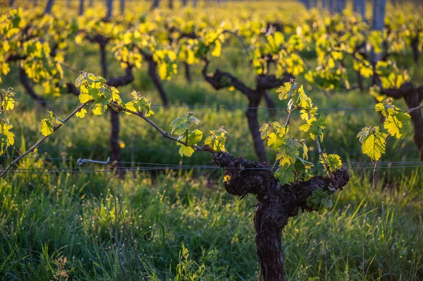 Junger Zweig Mit Sonnenlicht Den Weinbergen Von Bordeaux Frankreich — Stockfoto