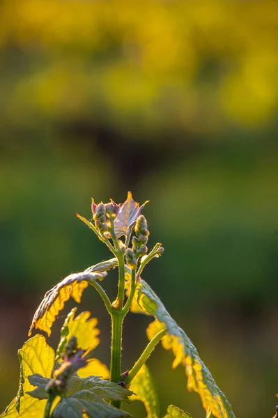 Young Branch Sunlights Bordeaux Vineyards France — Stock Photo, Image